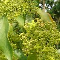 Euonymus myrianthus P2B P2D